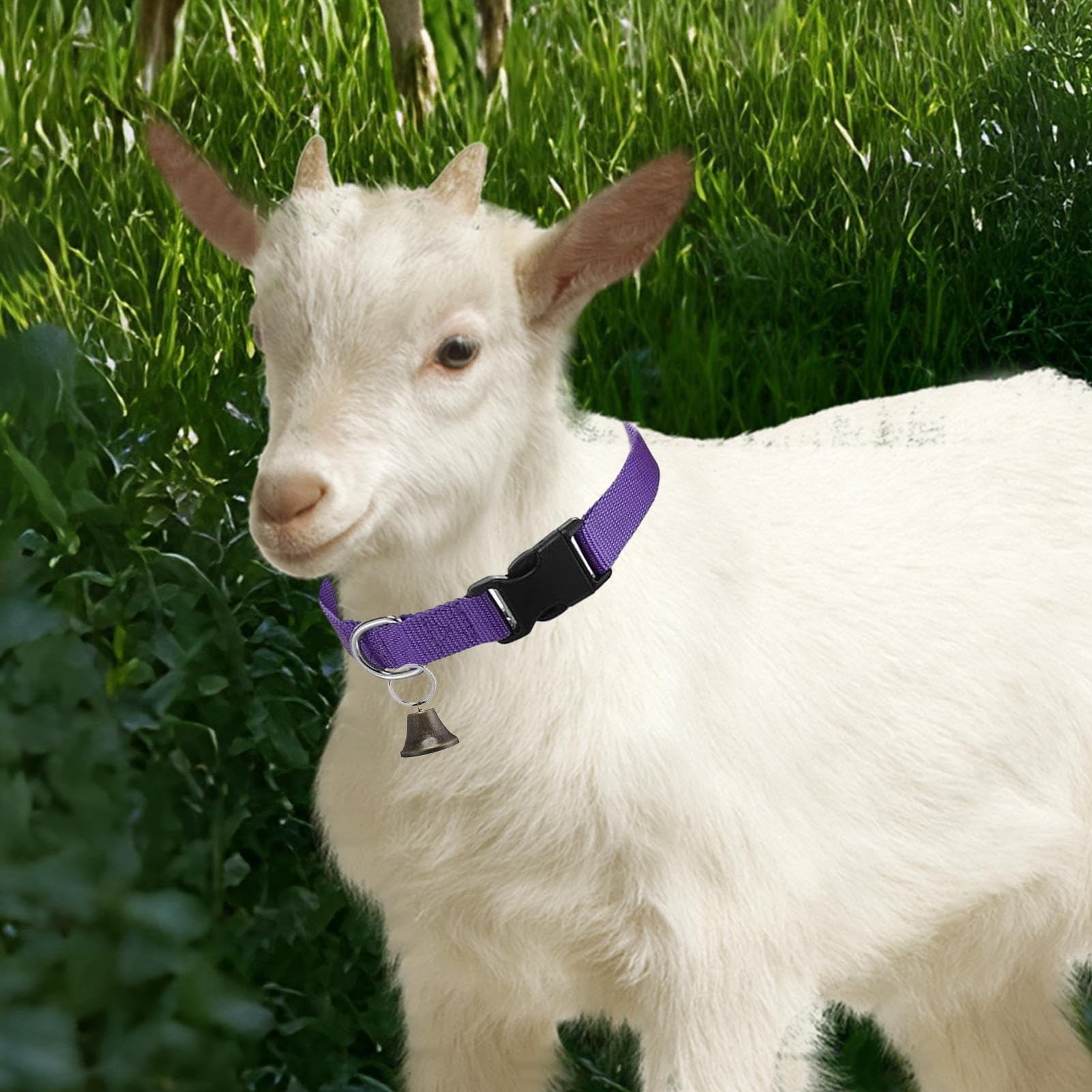 Collier pour Chèvres De Concours | Collier Réglable pour Moutons - Cloche Sonore Antiperte pour Pâturage – Accessoires d'Élevage pour Moutons, Vaches et Chèvres Domestiques