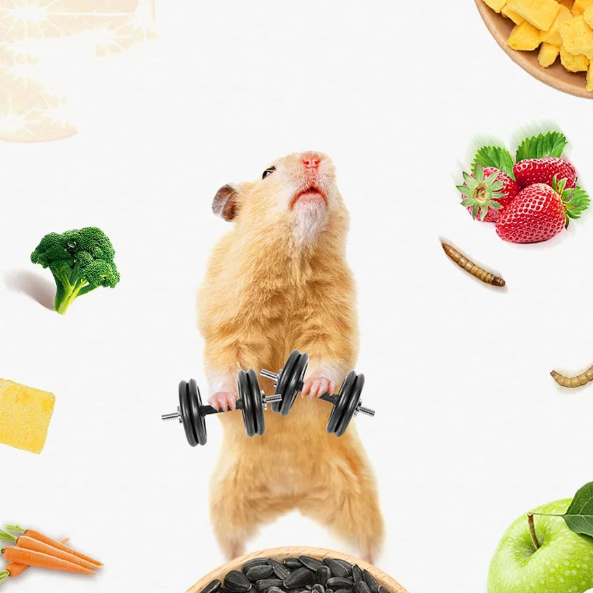 小動物　ハムスター　主食　ごはん　バランス　栄養　フルーツ　副食　おやつ　フード 小動物 ハムスター 主食 ごはん バランス 栄養 フルーツ 副食