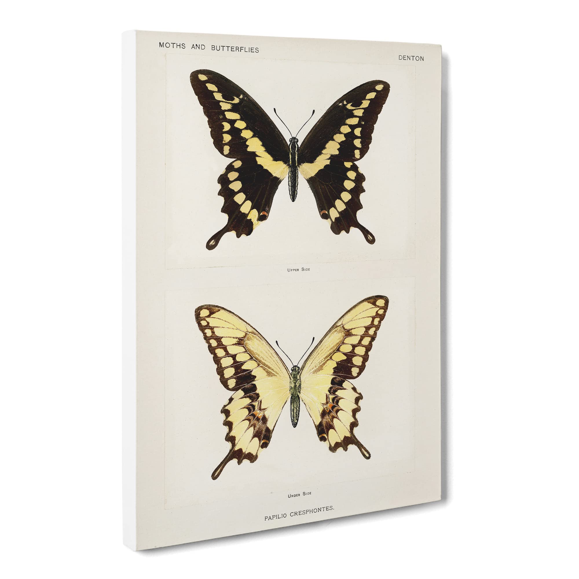 Giant Swallowtail Butterfly By S.F. Denton Canvas Print, Mixed, 25L x 50W cm