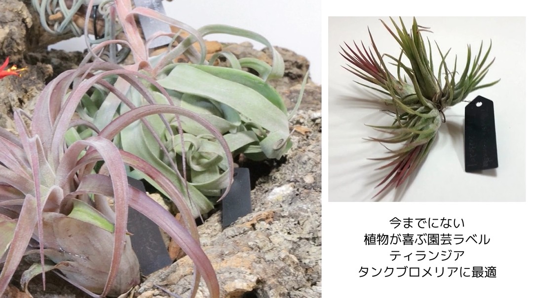 Amazon.co.jp: PLANTENT 園芸用ラベル 黒 小 エアプランツ・ブロメリア