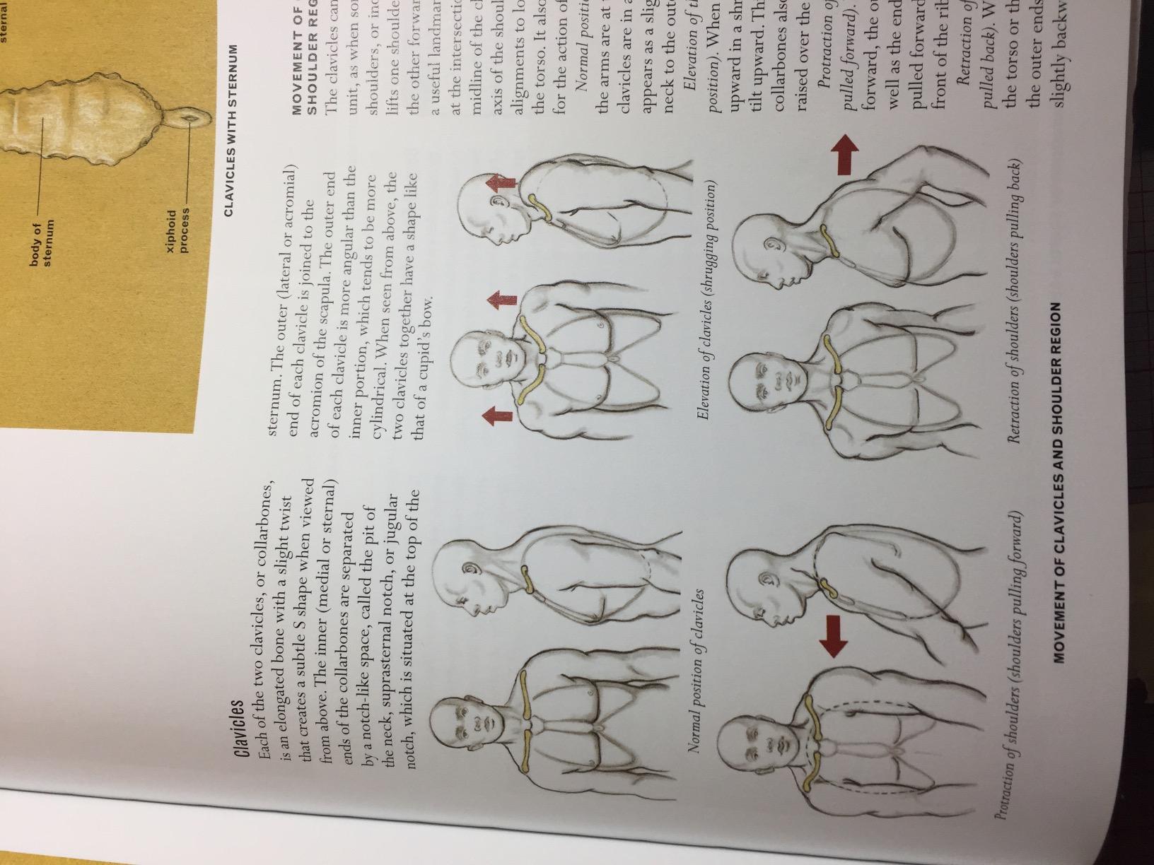 A Must-Have for the Figure Drawing Enthusiast!!