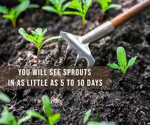 Miniatura 4 de Marigold French Sparky Seeds - 1500 semillas - Hermosas flores vibrantes, reliquia sin OMG - Flores vibrantes y fragantes para cualquier jardín