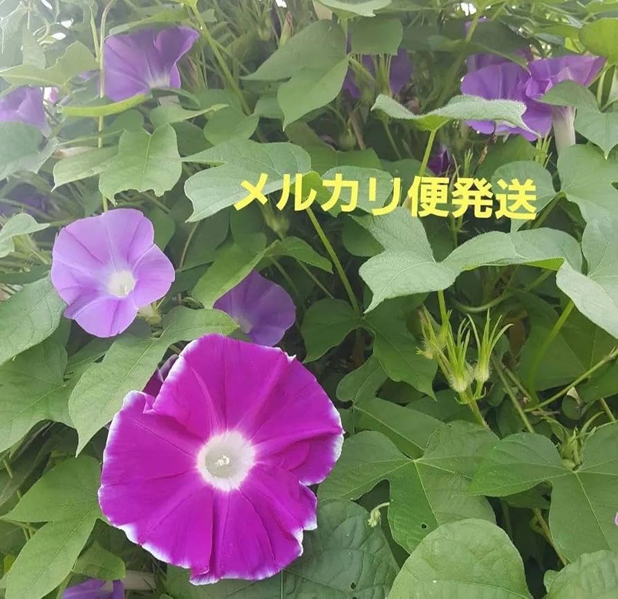 あさがおのたね朝顔の種 Amazon.co.jp: 朝顔の種 50粒 花 あさがお たね : DIY・工具
