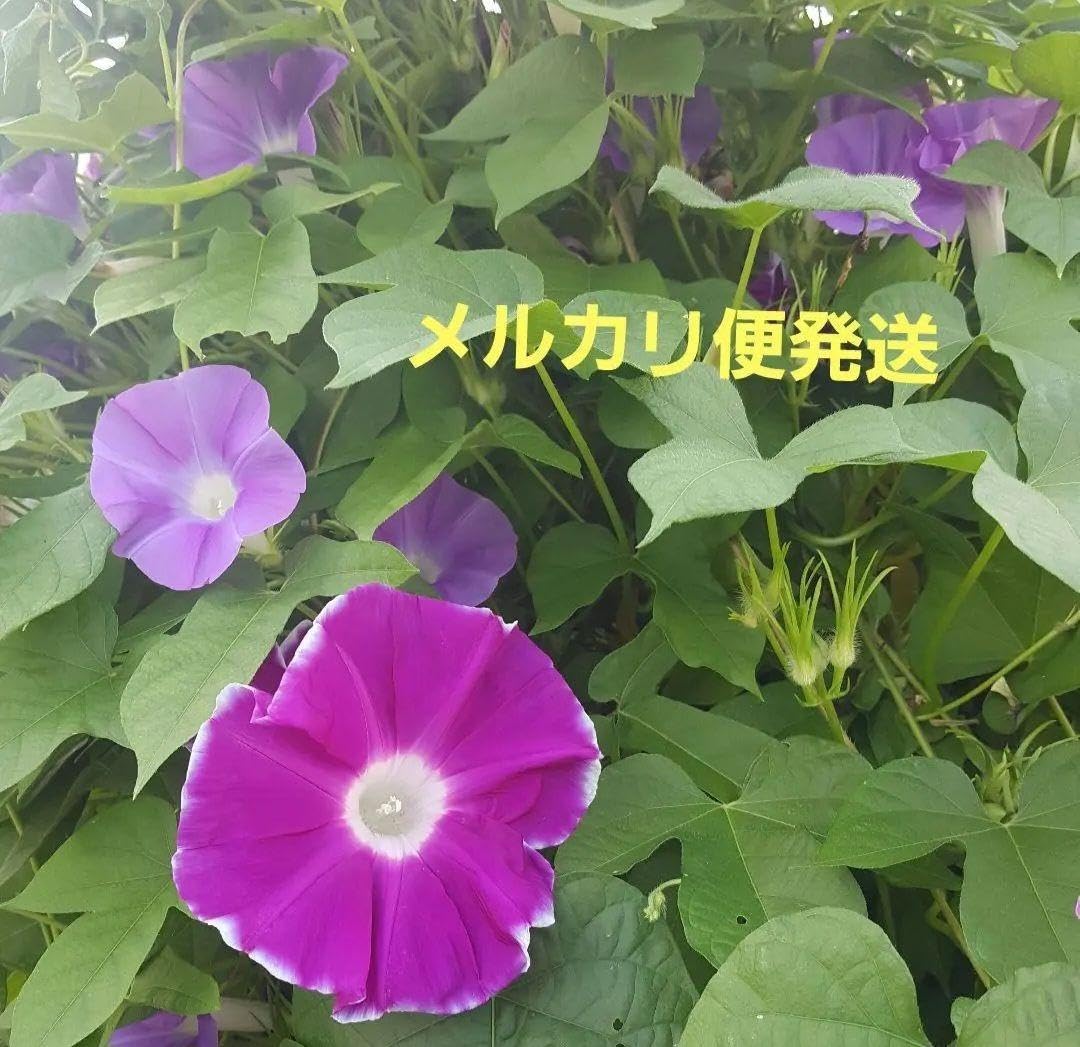 朝顔　種子25粒　アサガオ　あさがお 朝顔 あさがお 種 300粒 アサガオ タネ--☆ - メルカリ
