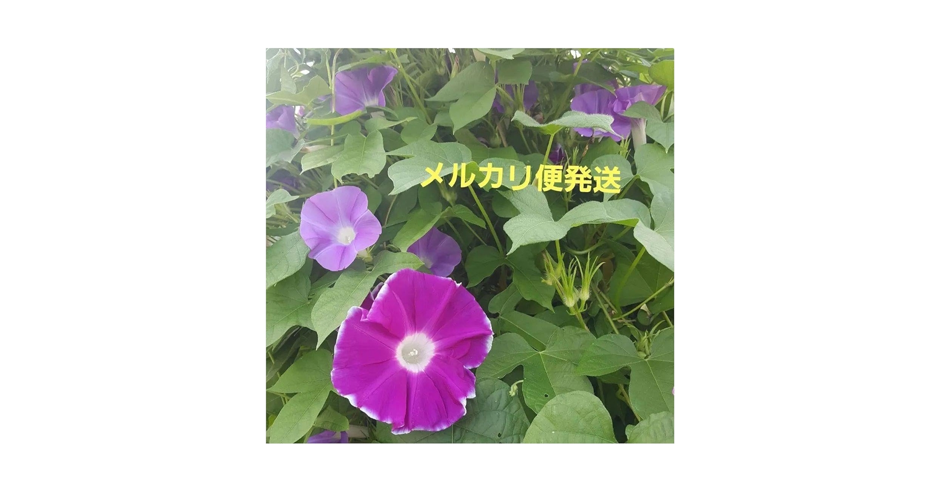 あさがおのたね8000粒 あさがおのたね8000粒