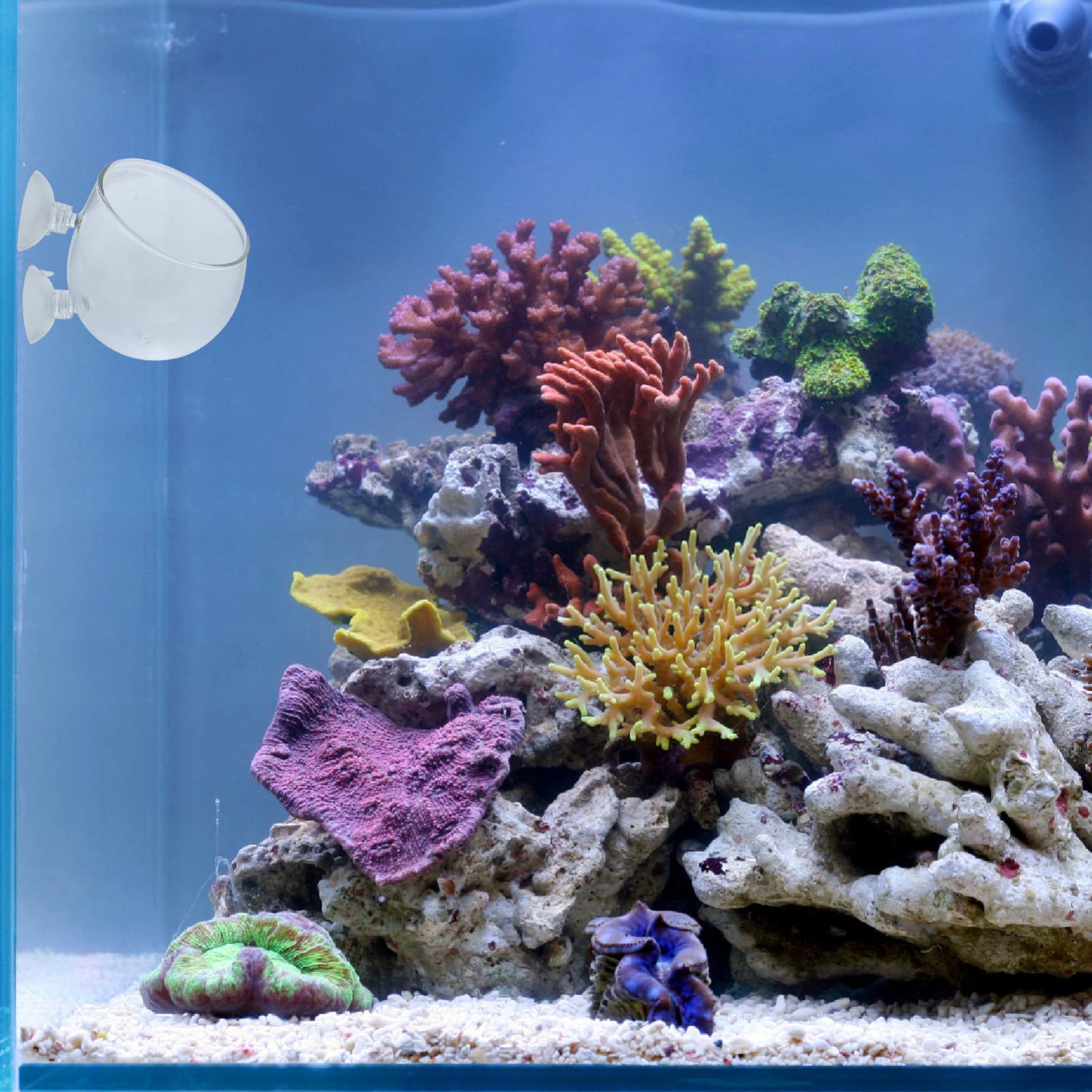 DOITOOL Pots en Verre avec Ventouse pour Plantes Aquatiques Lot de 6 Surface Lisse, pour Aquarium et Décoration de Bassin