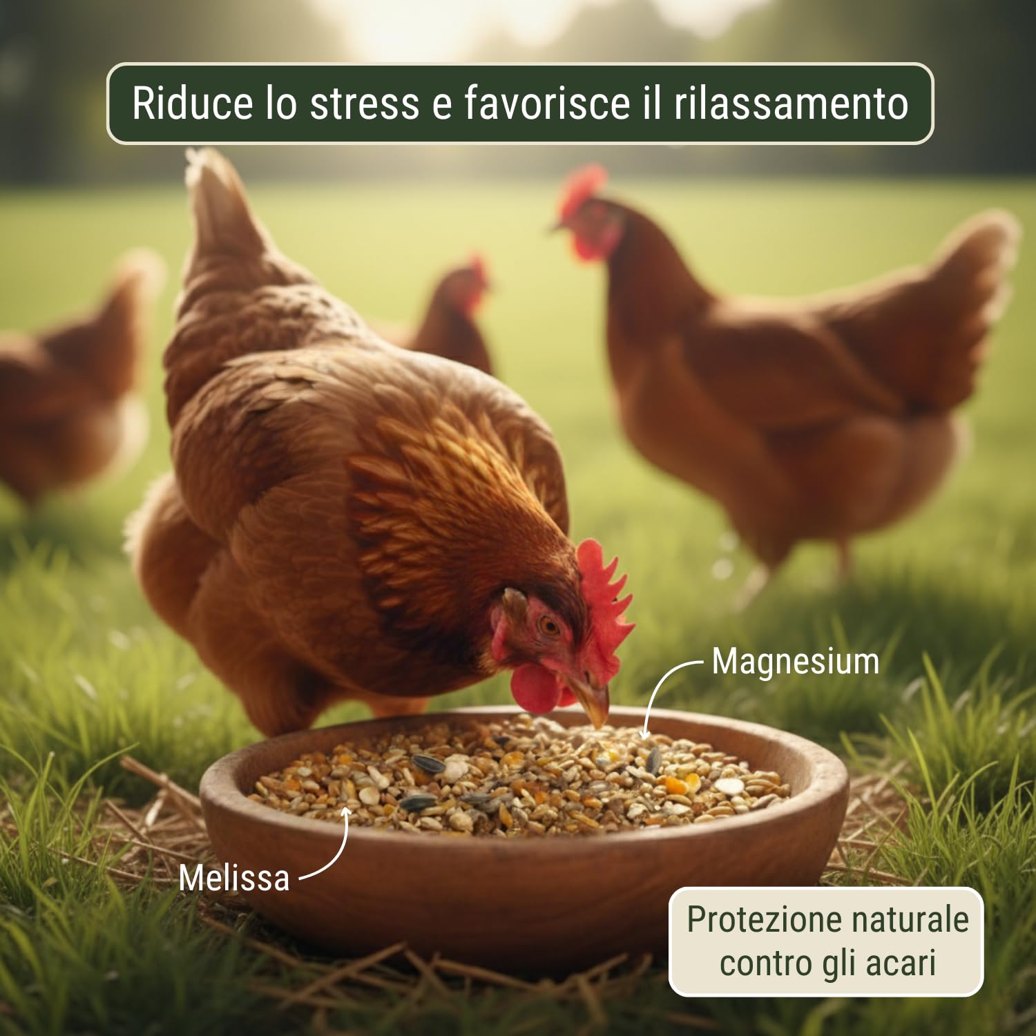 Leimüller Mangime Anti-Stress per Galline 25 kg - Muesli con Melissa & Magnesio - Contro Aggressività & Beccaggio - Naturale Austria Senza OGM
