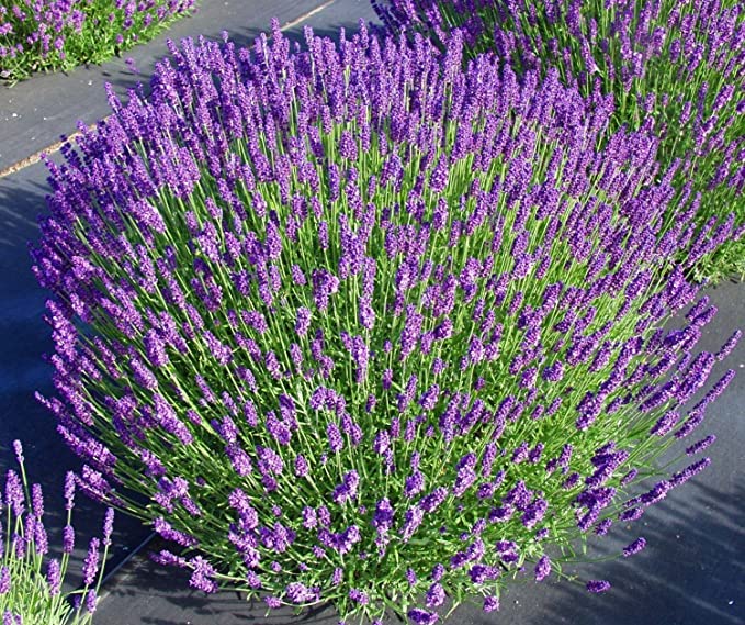 Amazon.com : L + - Lavender Gift Planter + Plant - Very Fragrant - 6" Size  Tin Vase/Pot - Package Includes Vase and Lavender Plant (White-Pot) :  Patio, Lawn & Garden
