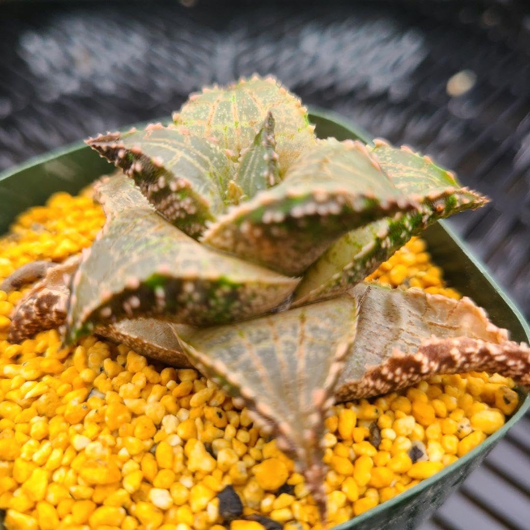 送料無料，定番人気 多肉植物 ハオルチア 雷鱗