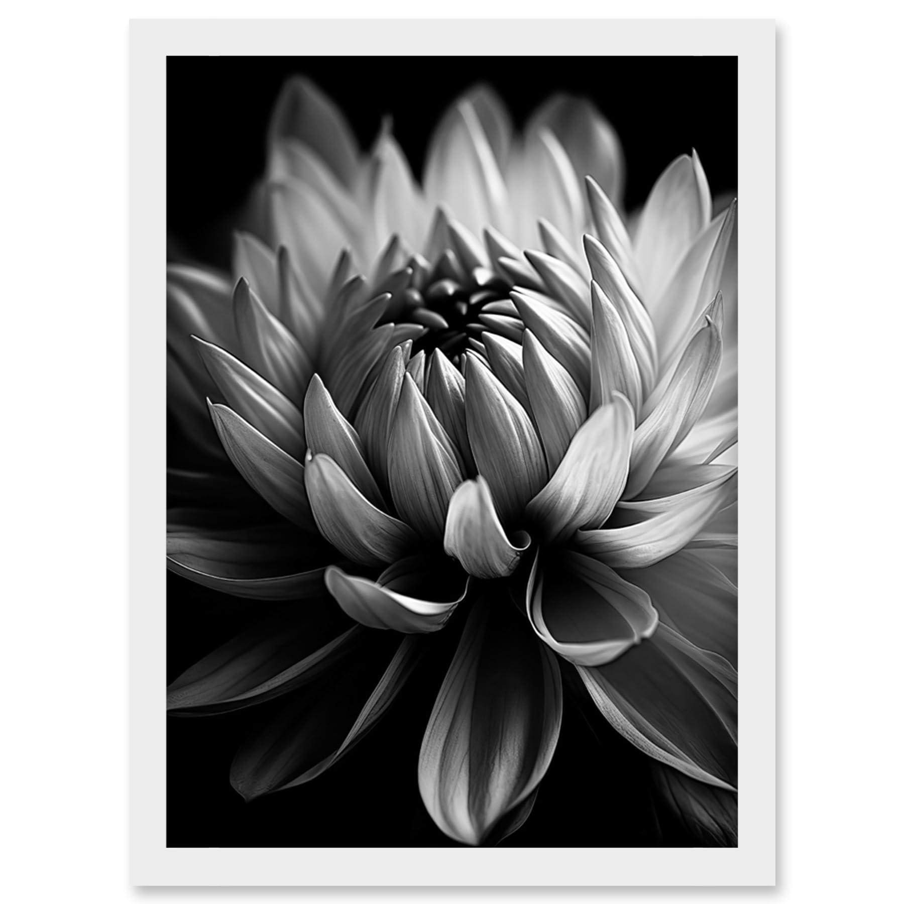 Artery8 Macro Close Up Dahlia Flower Black and White Photo Artwork Framed Wall Art Print A4