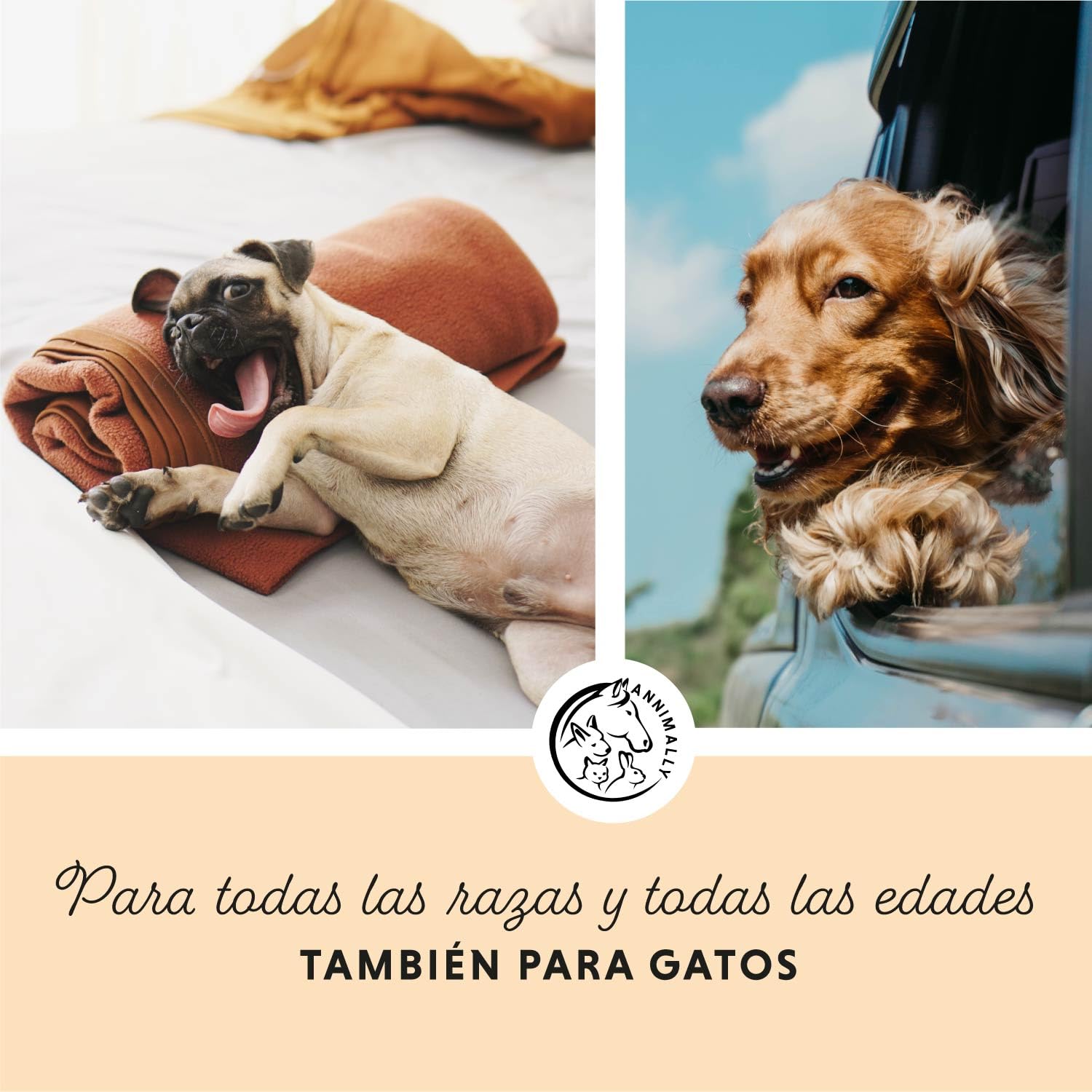 Annimally Aceite de Salmón Escocés para Perros, Gatos y Caballos 1 Litro - con 30% de Ácidos Grasos Omega 3 y 6 - Aceite de Pescado para Dieta Barf - Producto Natural Puro
