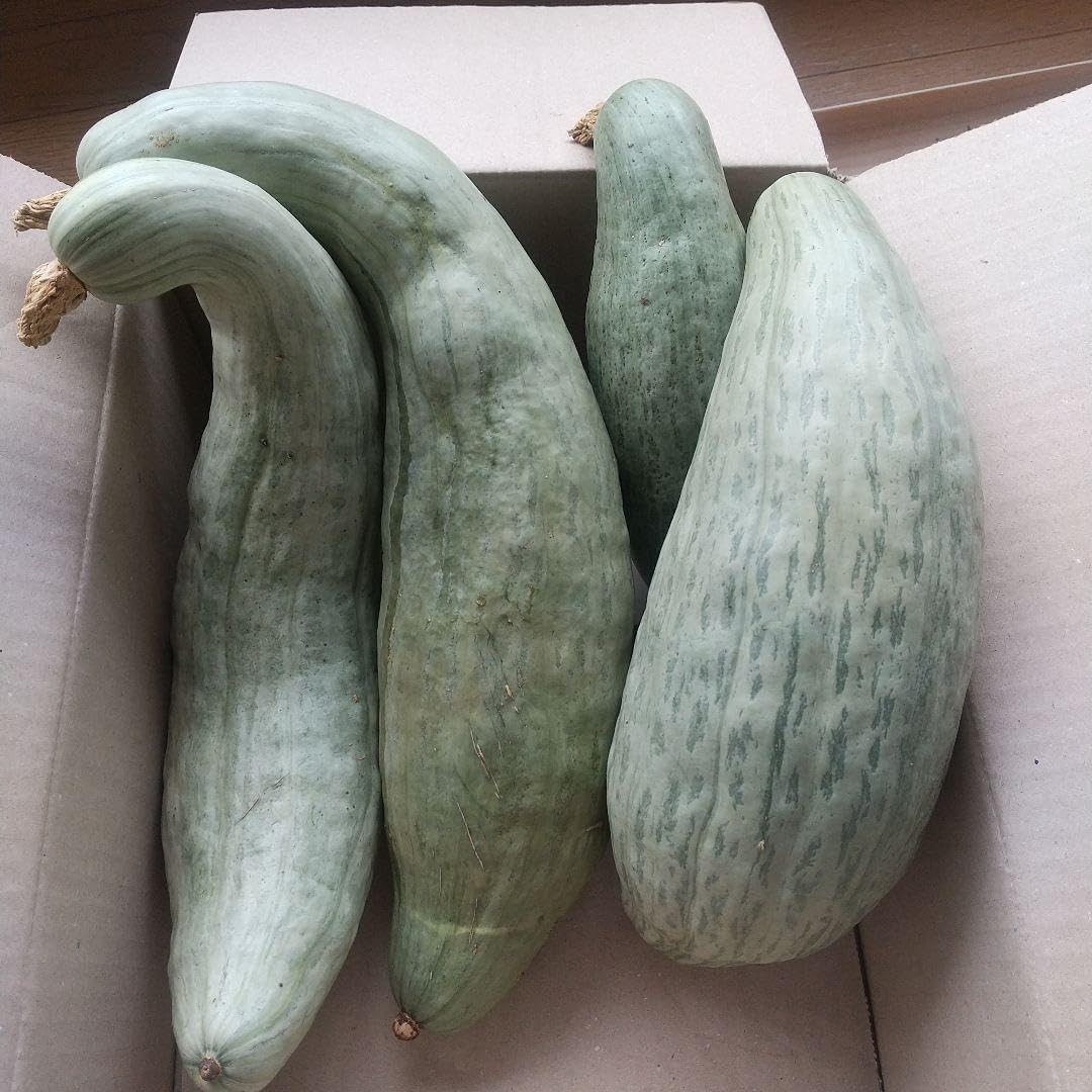自然栽培 スクナカボチャ すくなかぼちゃ 4本