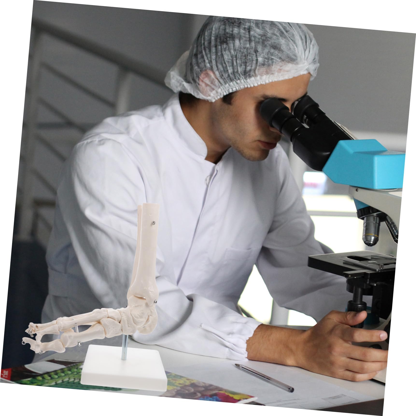 Lebensechtes mit Drahtmontage und Ständer Anatomisches Pvc Fußgelenkmodell in Originalgröße für Einsatz im Gesundheitsunterricht und Schulen