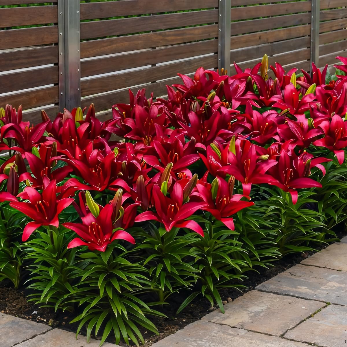 Bulbi Di Peonia Primaverili – 3 Pezzi Per Decorazione Da Giardino, Resistenti E Colorati Per Aiuole E Bordure