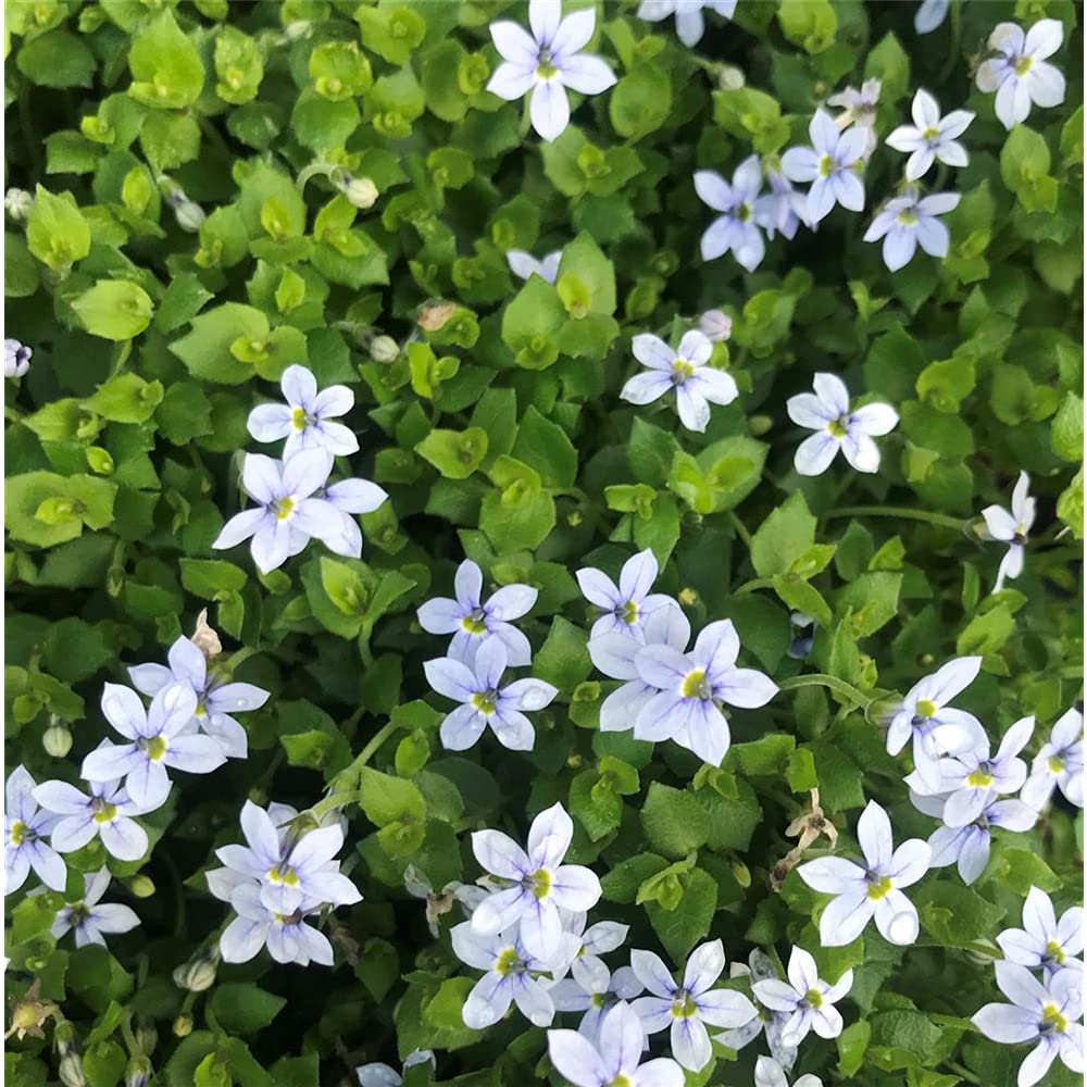 Garten-Scheinlobelie 'Blue Star' – Isotoma Axillaris, Winterhart, Blauer Bubikopf Im 12 Cm Topf | Polsterstaude Mit Sternförmigen Blüten