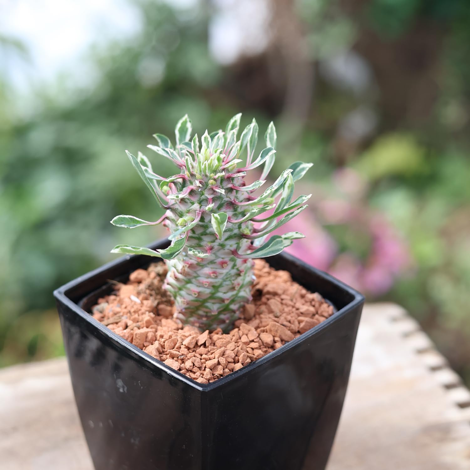 Amazon.co.jp: レア品種 パイナップルコーン ほほえみパイン 1鉢