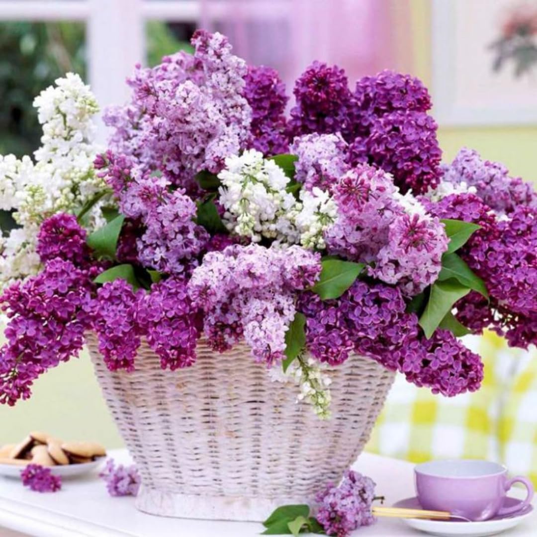 Double Blue Lilac Bushes Ready to Plant, Dormant Syringa Lilac Tree Live Plant, Springtime Blooms Soft Yellow Color in 4" Pot