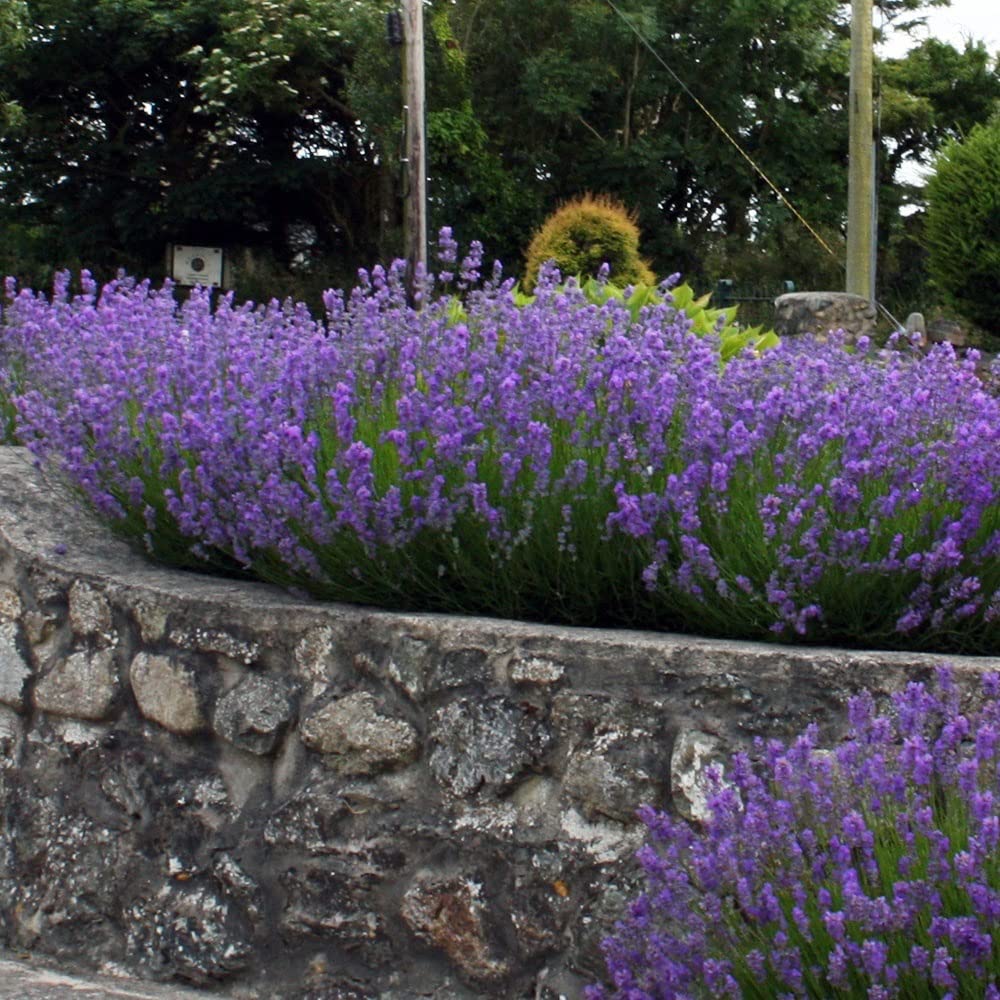 Stauden Gänge 40 x Lavandula angustifolia Mix in Echter Lavendel winterhart