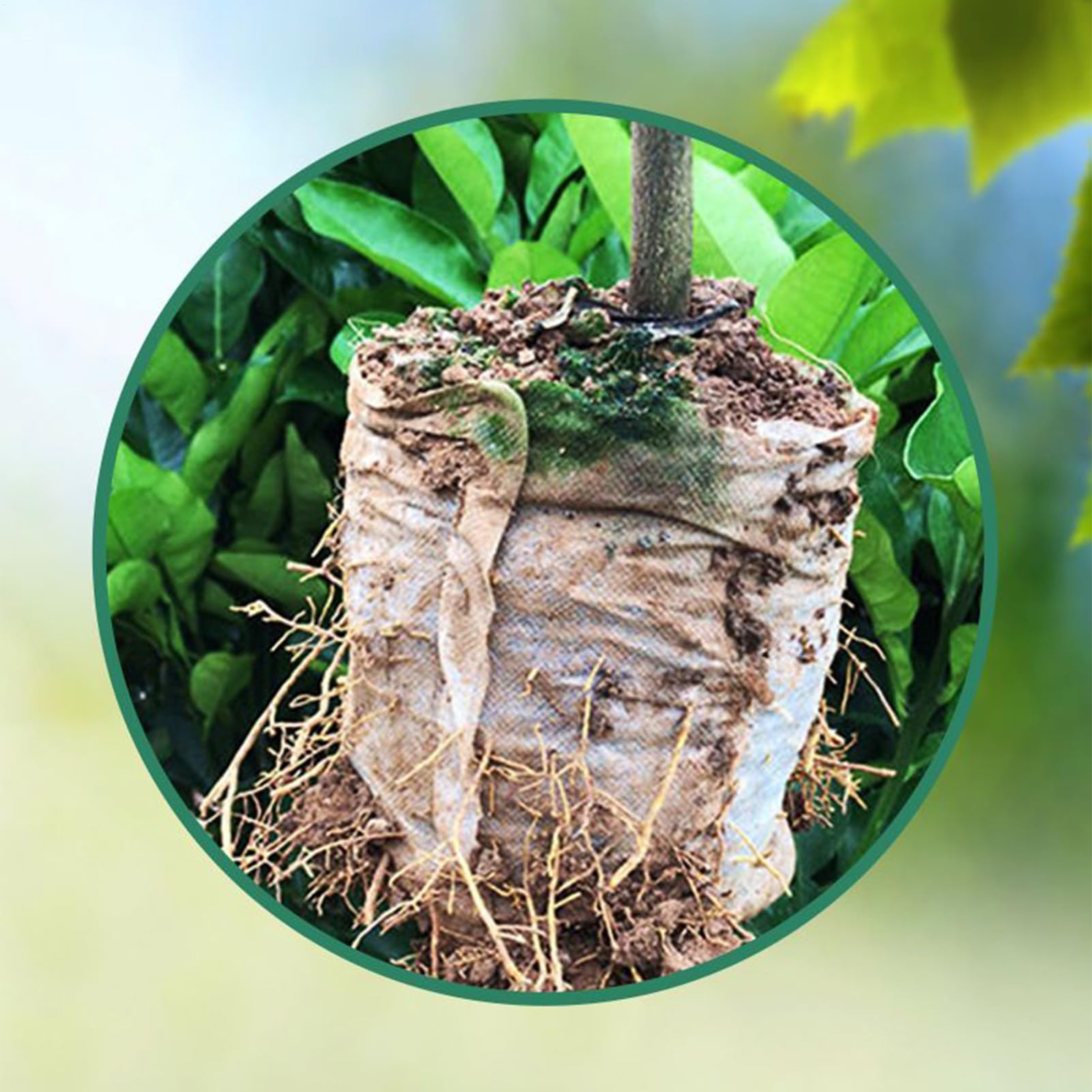 Pastillas para Germinar Semillas - Bandejas de 100 Bloques para Macetas - Discos de Sustrato de 30 mm,para Trasplante En Jardinería Interior Exterior Hidroponía Y