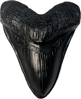 Carcharodon Megalodon Tooth Replica with Serration-Shark Teeth Fossil Collection,5.1 inches (Black)