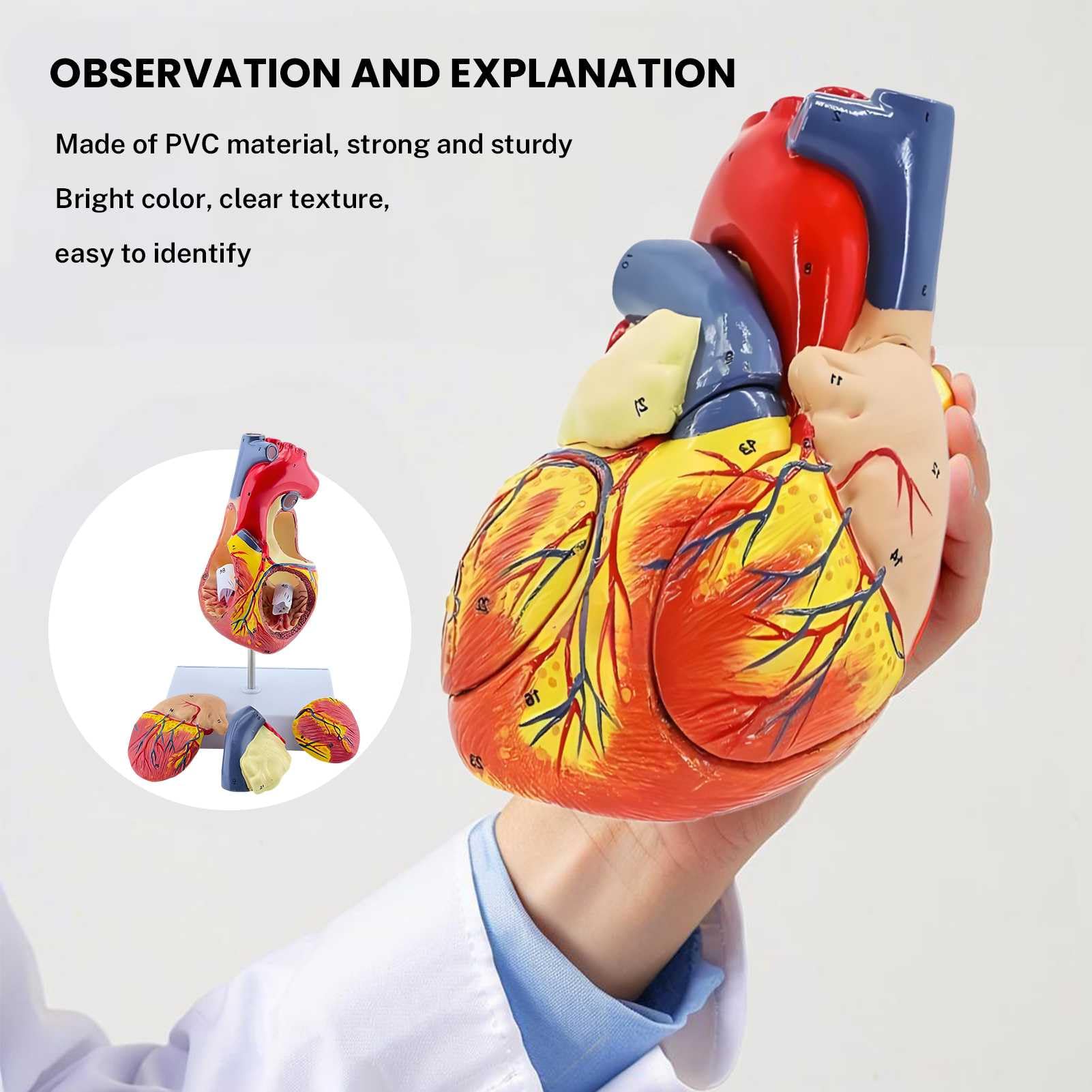 Modelo de Corazón Humano Ampliado 2X – 4 Partes con 49 Estructuras Numeradas, Ensamblaje Magnético y Soporte – para Demostraciones y Estudios Anatómicos