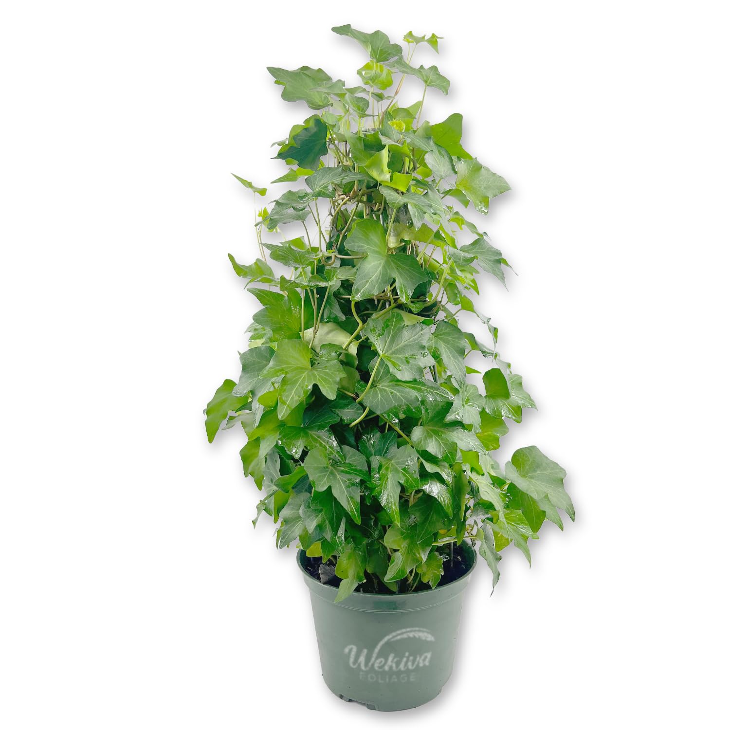 IVY clean QⅢ Ivy X Pre-Contact Poison Ivy Wipes 83640, 25 Wipes/Box | K.L. Jack