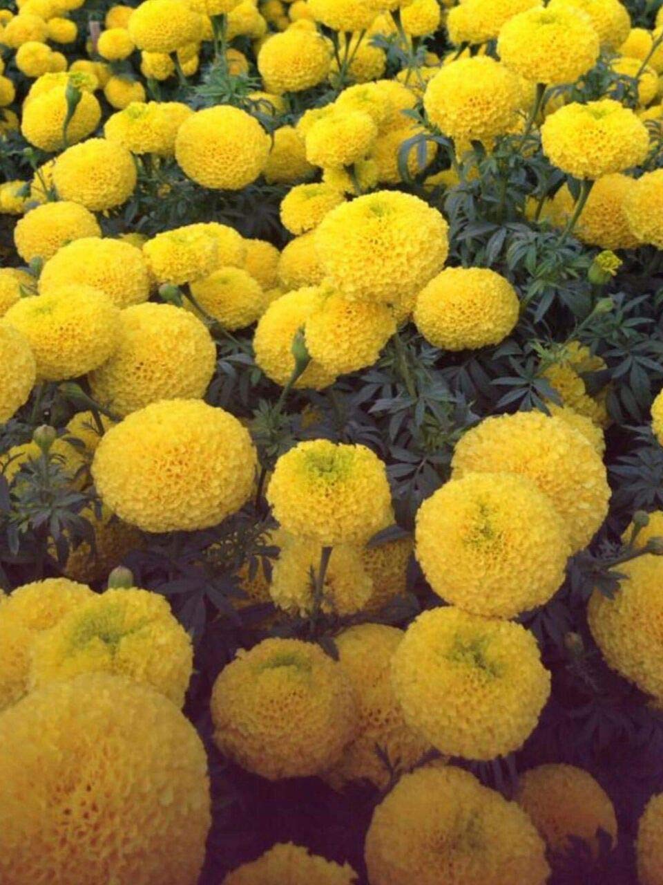 Syed Garden Hybrid Marigold Flower Yellow color 100 seed (Yellow)-image-30
