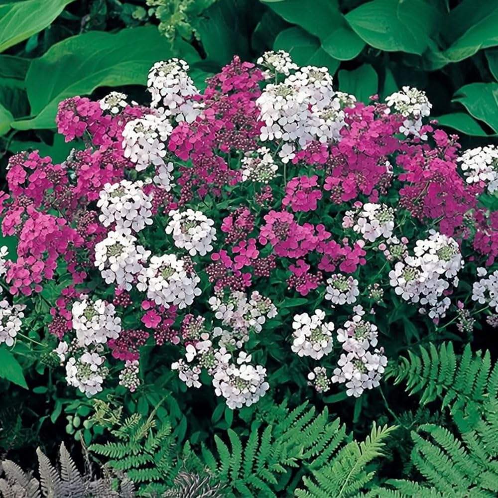 Sweet Rocket Mix Seeds – Wonderful Spicy Evening Perfume – Hardy Perennial – for Your Beautiful Garden
