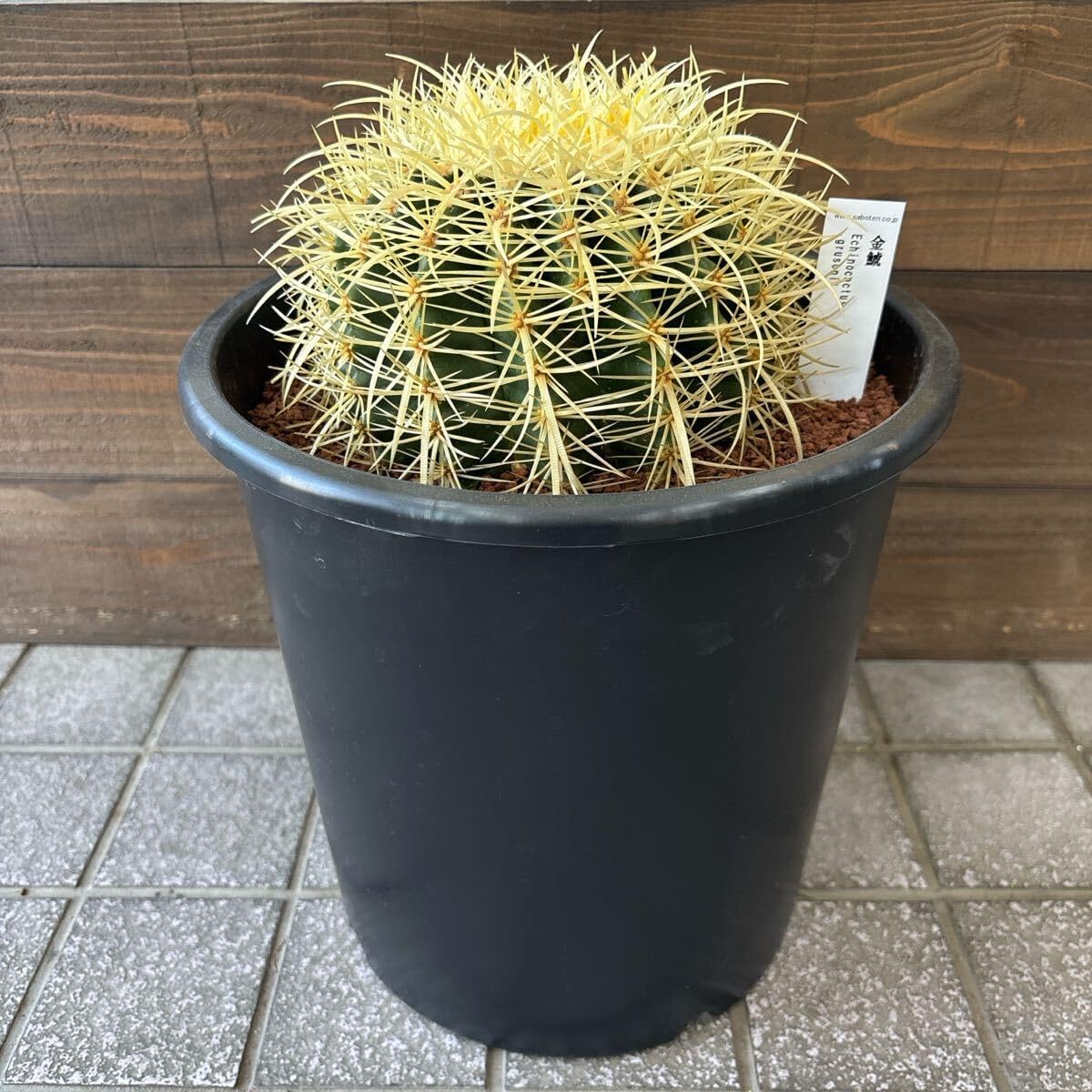 サボテン 金鯱 キンシャチ 12号 逸品 特大 本物 観葉植物 現物出品