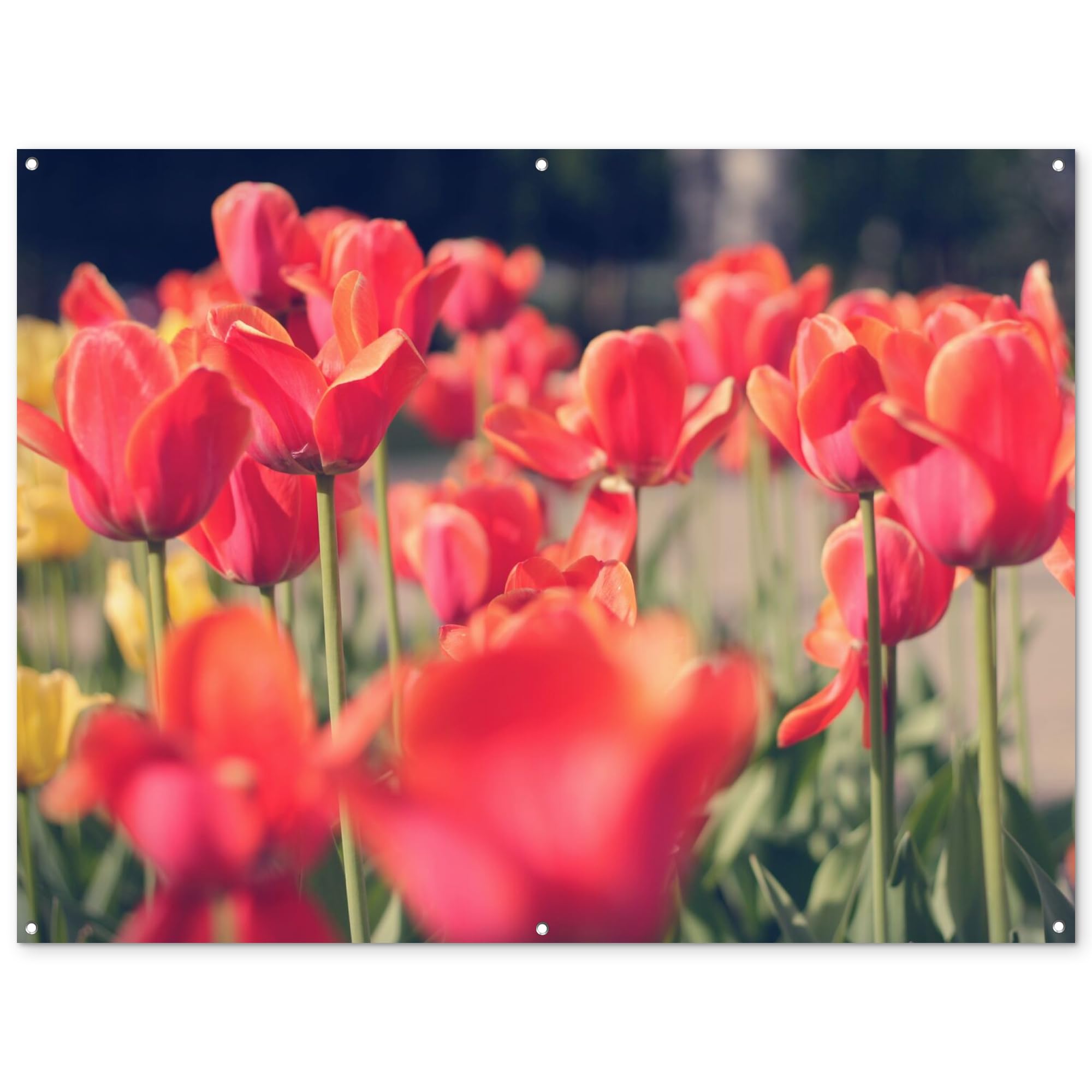 MuchoWow© Decoracion Jardin Exterior Decoración Pared Póster De Jardín | 160x120 cm - Balcón Wall Decoration Patio Posters Decorativos Terraza Tulipanes - Flores - Naturaleza