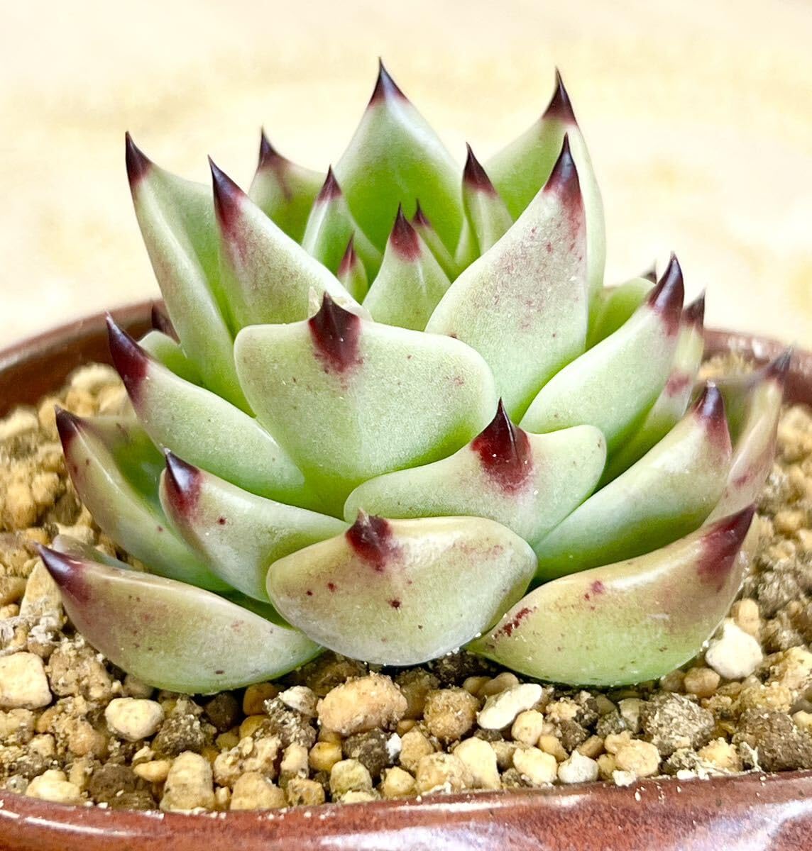 Amazon.co.jp: 特選美苗多肉植物ブルードラゴン : おもちゃ