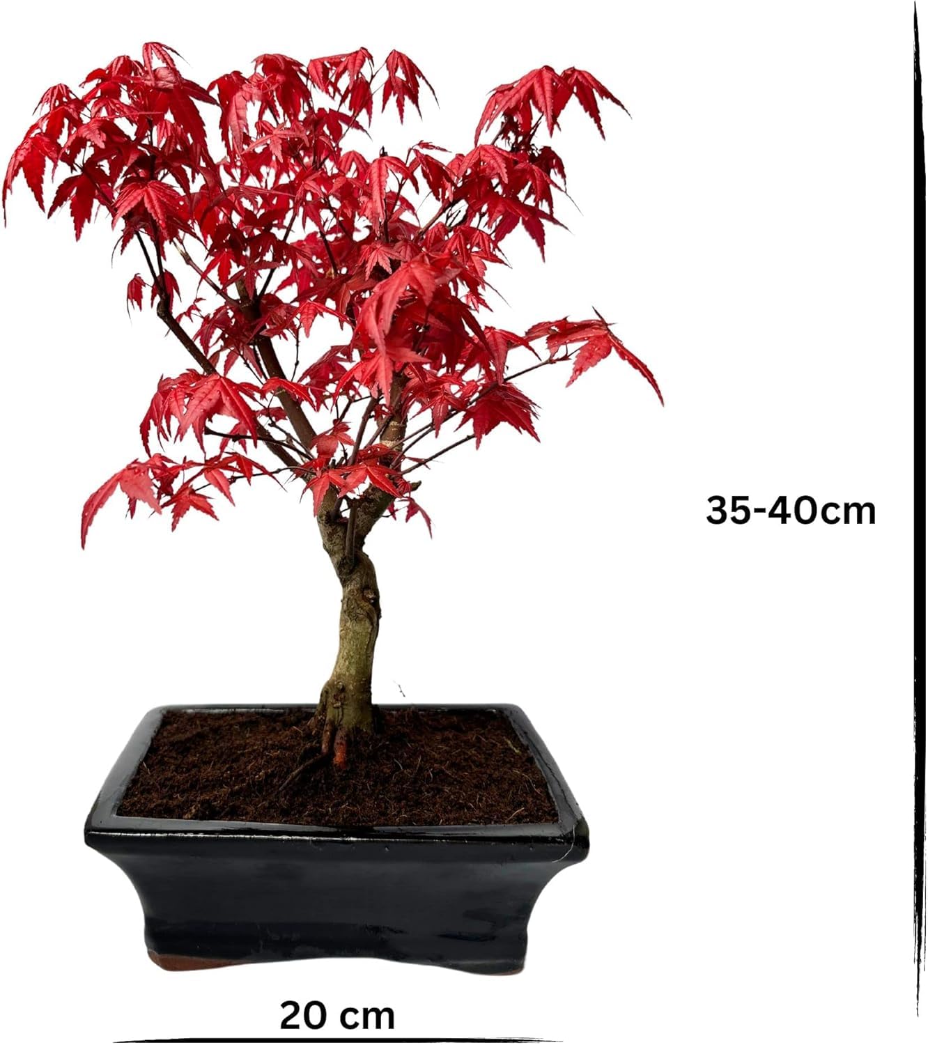 Bonsai mit Keramik Blumentopf - 20 cm Schale ca. 6 Jahre, Acer Deshojo/Japanischer Fächerahorn - Acer (Ahorn) Bonsai/Ligustrum, Ficus, Carmona, Podocarpus, Chinese elm - ca. 9-11 Jahre