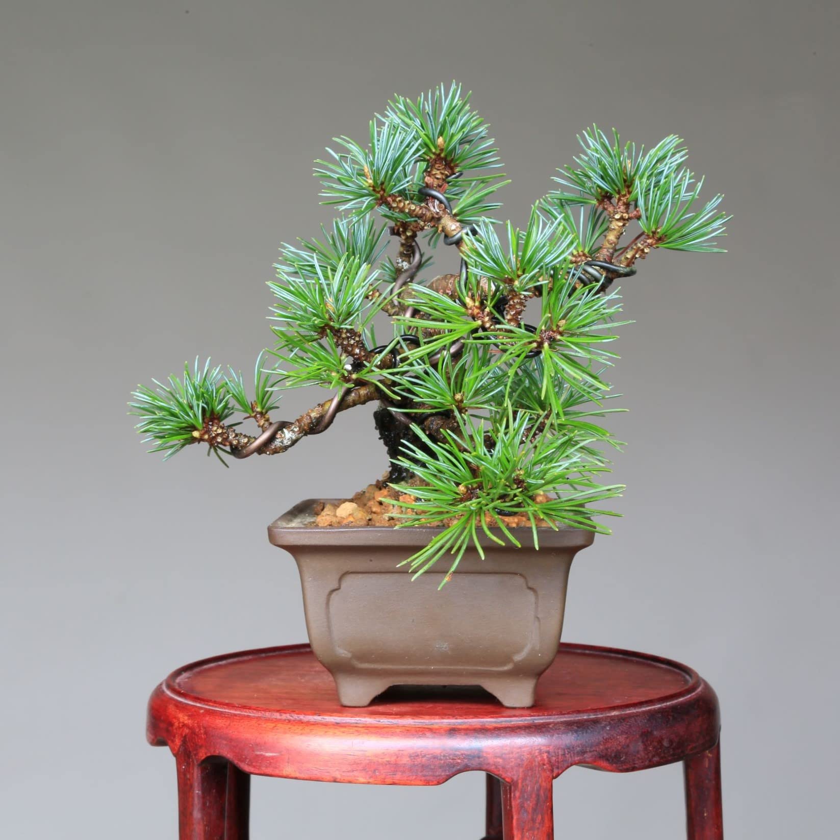 Amazon.co.jp: 那須五葉松 『那須茜』ミニ盆栽 【泰寿園 Online