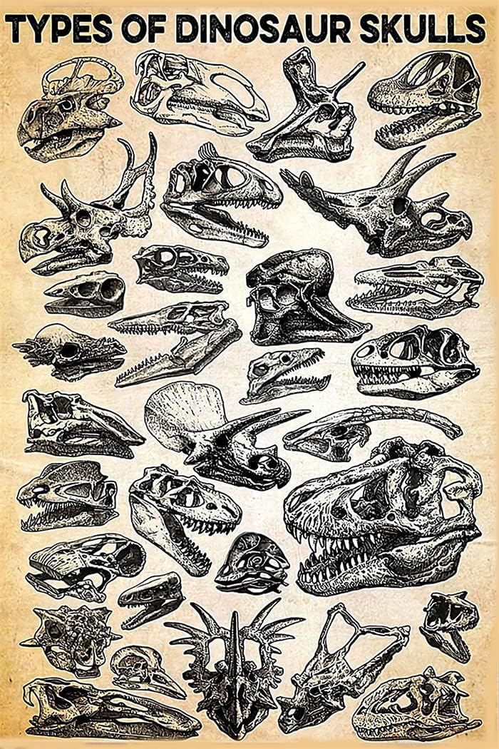Amazon.com : Tin Plaque Types Of Dinosaur Skull Print/dinosaur Poster ...