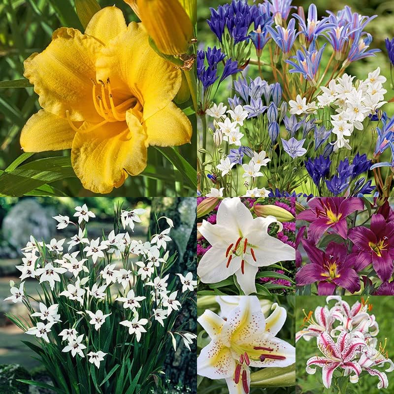 Complete Sunny Summer Flower Bulb Garden 56 Bulbs for 60