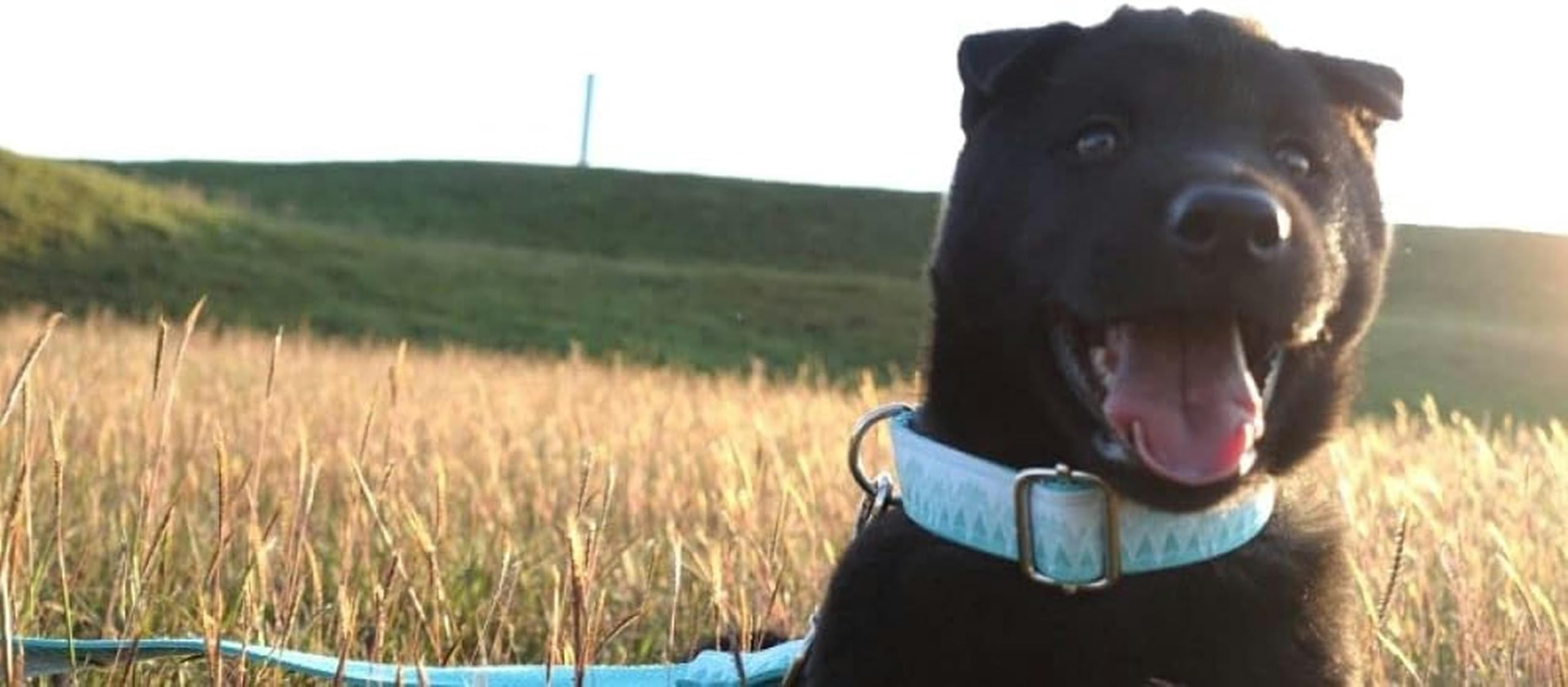 Collier imprimé Style Frais pour Chien 5 Tailles - Ensemble Collier et Laisse pour Chien - S