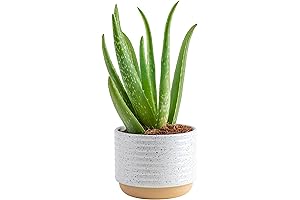 Costa Farms Live Aloe Vera Plant: Low Light Indoor Plant Enhances Home Decor