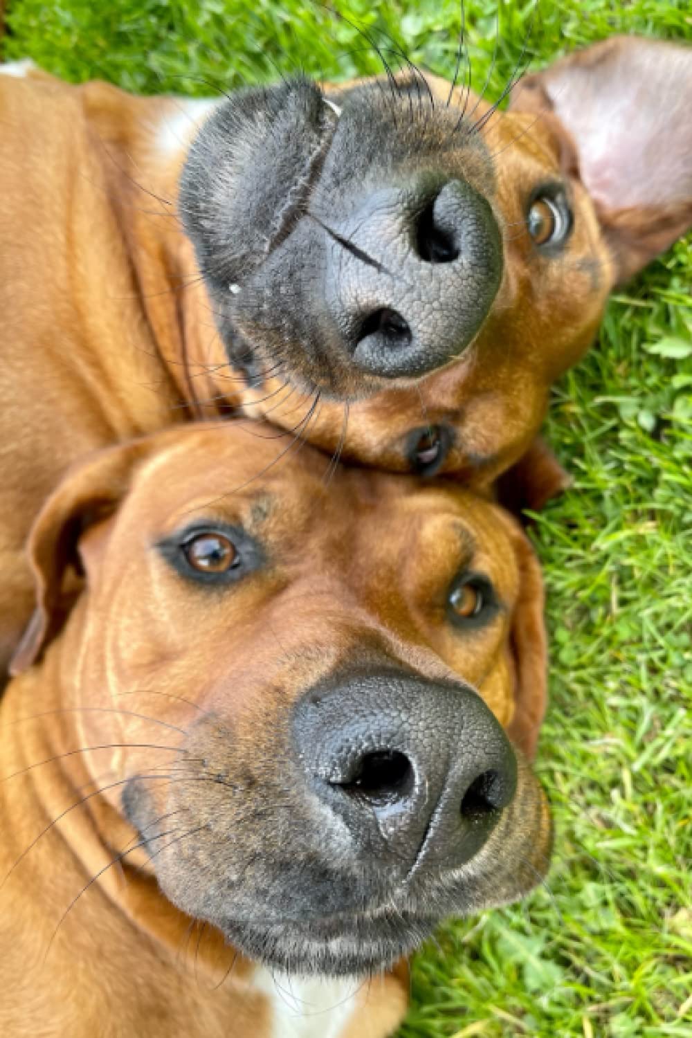RIDGEBACK LOVERS NOTEBOOK