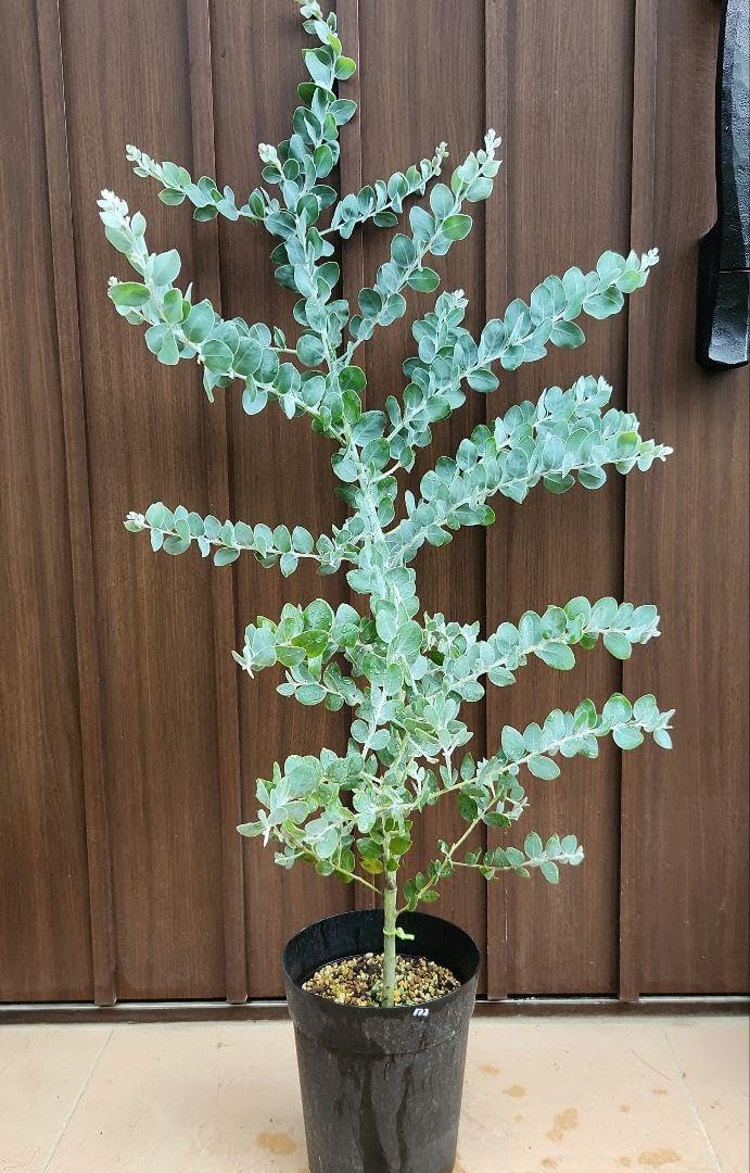 soor ploom ハニカム柄ドレス　4y soor ploom ハニカム柄ドレス 4y