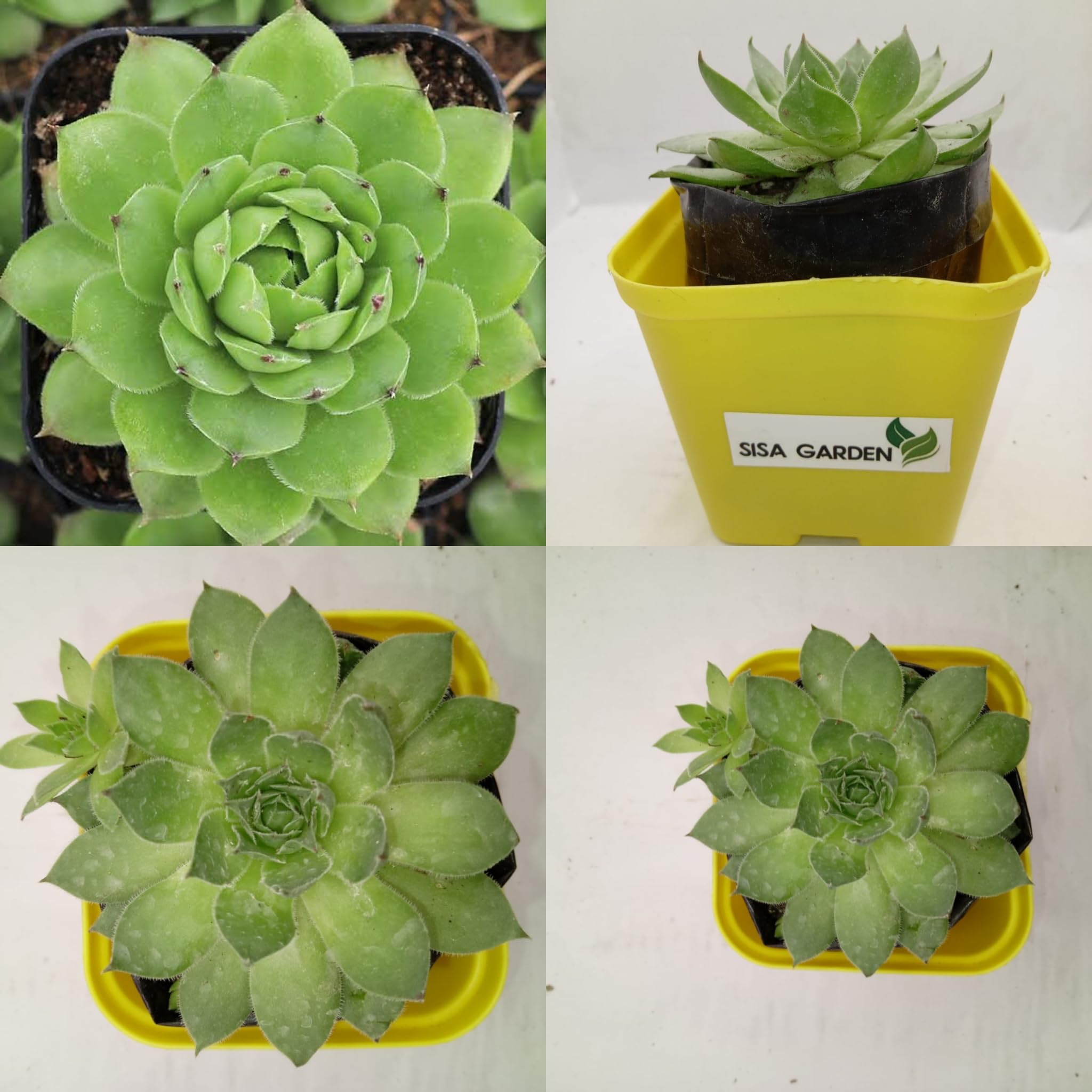 SISA GARDEN Natural live succulent Sempervivum Tectorum/Lakshmi kamal plant with pot for living room_lawn_varanda decor (B0D56LLR7T) Amazon Price History, Amazon Price Tracker