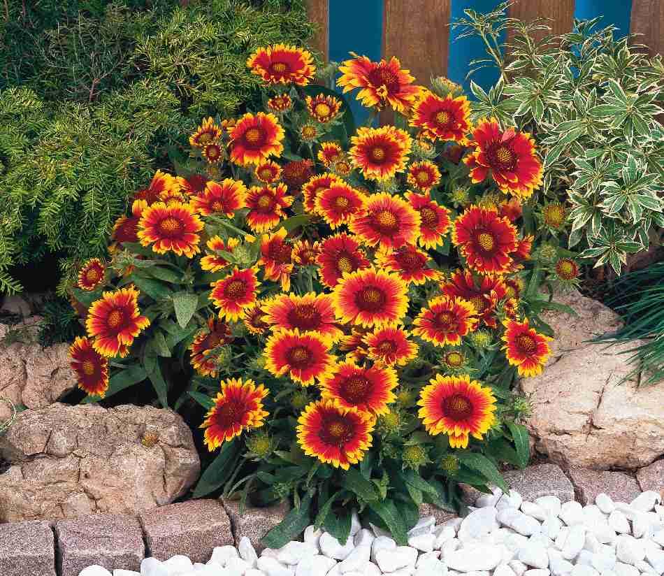 Semi Di Gaillardia BURGUNDY – Perenne Rosso Vino Con Bordo Giallo, Fiorisce Dal Primo Anno