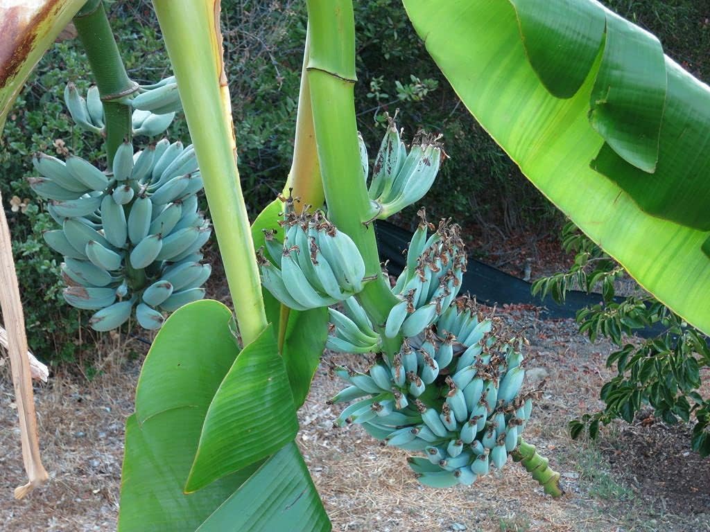 Amazon.com : Musa ‘Ice Cream’ Blue Java Banana – Live Plant : Patio ...