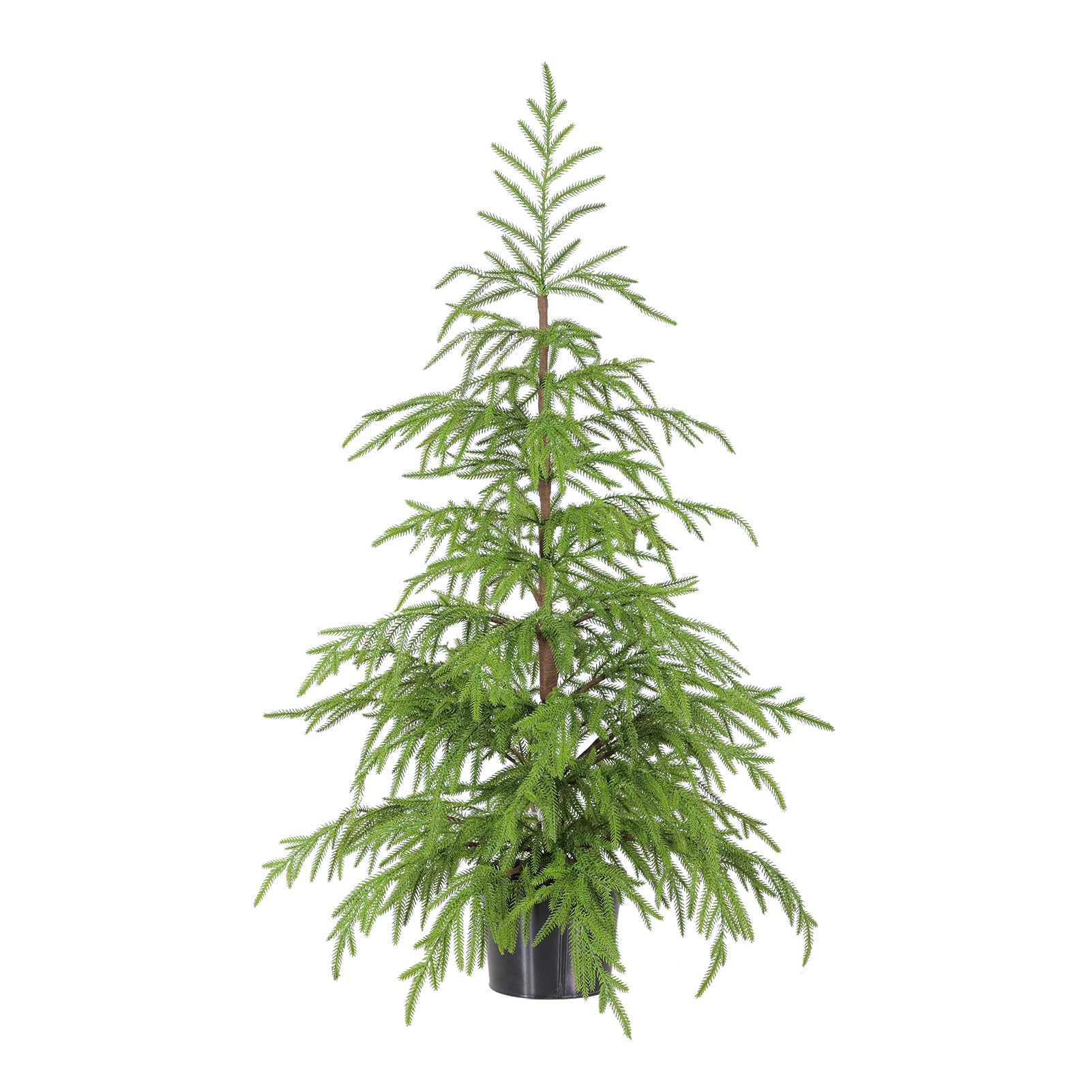 WBHome Norfolk Pine