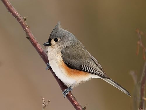 Miniatura 6 de JINTU Lente telescópica manual de 19.685in39.370in f8 para cámaras Nikon SLR D90 D5100 D5200 D5300 D5500 D5600 D750 D800 D810 D850 D3100 D3200 D30