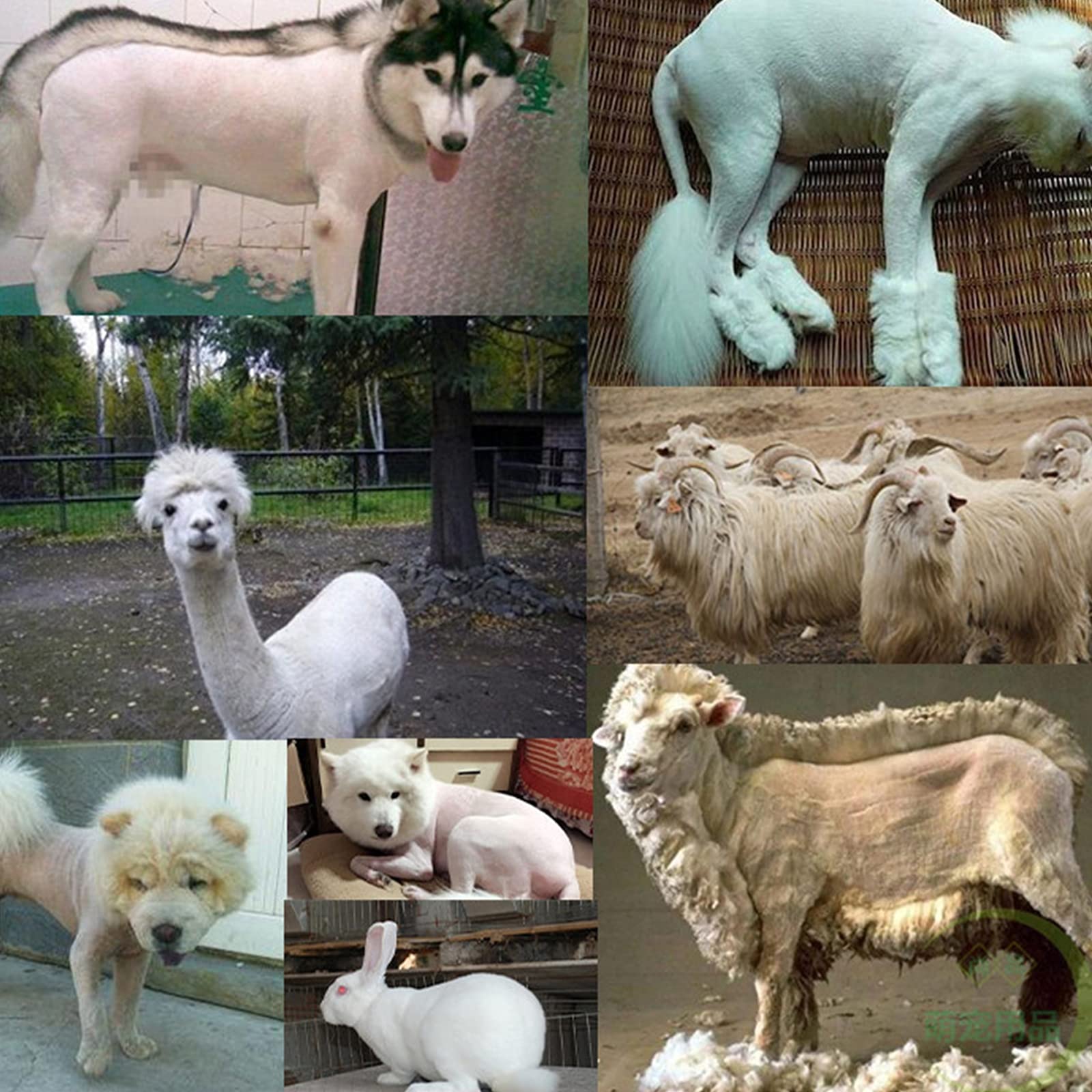Cortapelo para Mascotas 200W Cortapelo para Perros Y Gatos Mascotas,Kit De Maquina Cortar Pelo Perros Silencioso con Cable De 2.9M Ideal para Conejo/Perro/Gato/Oveja Y Otros Animales