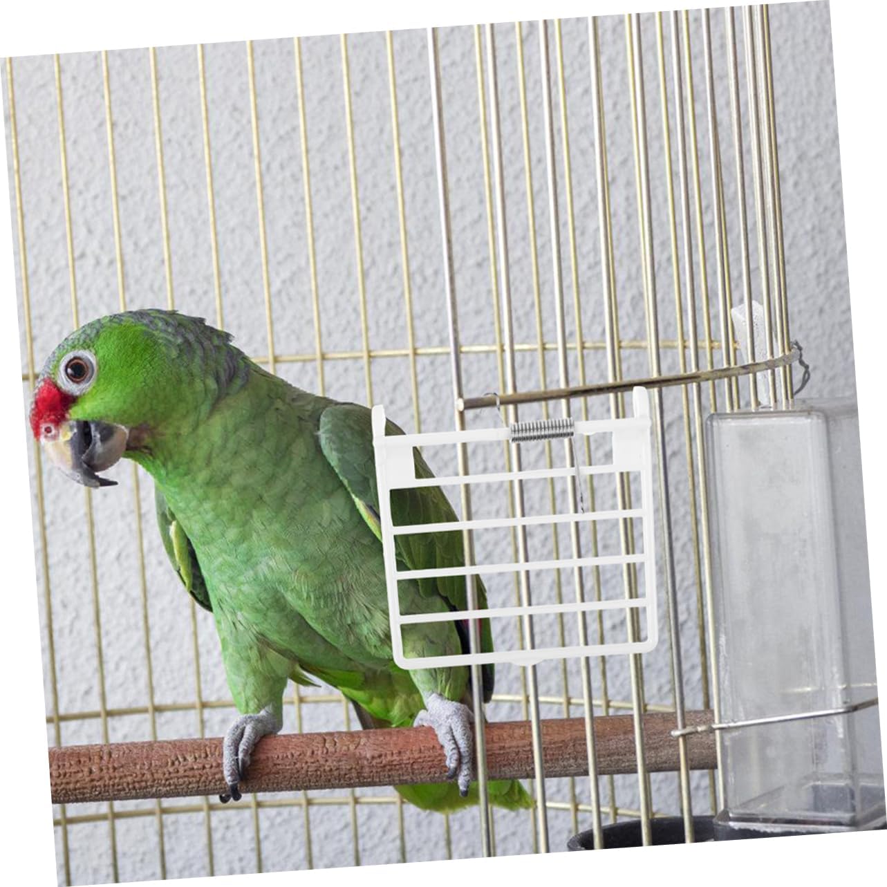 Green parrot next to an installed bird cage spring door