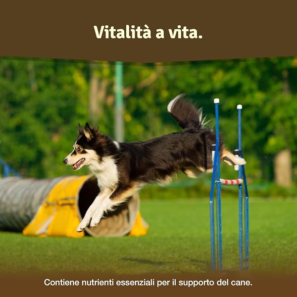 Veddelholzer VINCITORE CERTIFICATO 2024 Compresse per le articolazioni dei cani integratori per cani con cozza dalle labbra verdi MSM e artiglio del diavolo Glucosamina e collagene - 2
