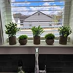 Review Image by Tammy Mayville Tammy Mayville