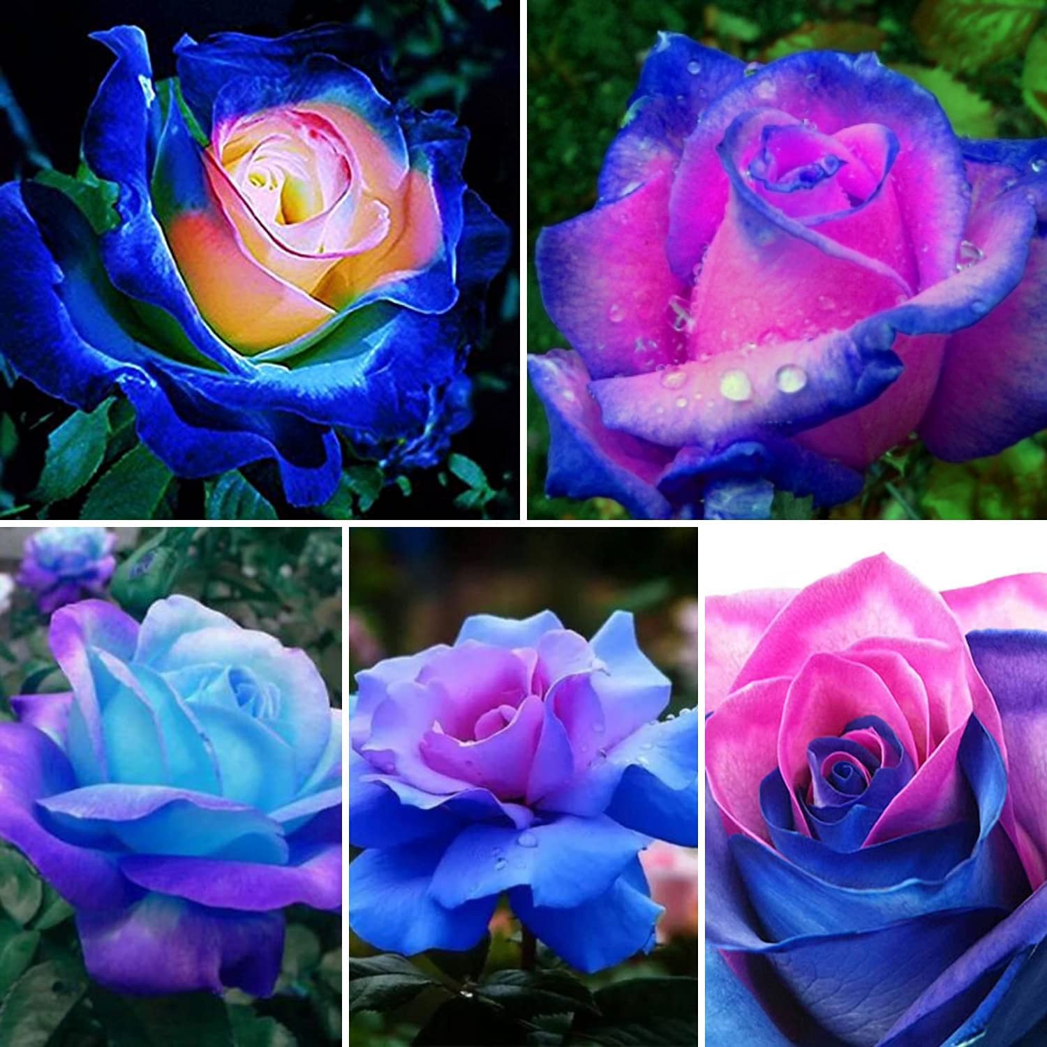 Royal Paradise Garden Rare Hybrid Veriety Rose Flower Seeds 20 Seeds- Variety: ROSE001 (B09X5Y1Y71) Amazon Price History, Amazon Price Tracker