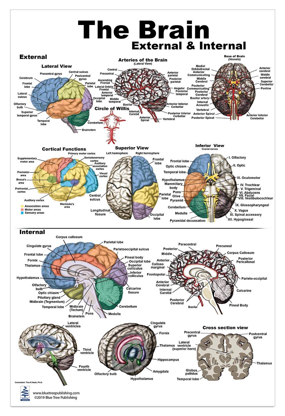 Blue Tree Publishing Inc, Brain Charts (Brain Poster L) : Amazon.in ...
